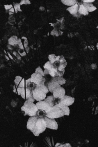 Movie poster for Für P. (Weiße Blumen) (2016)