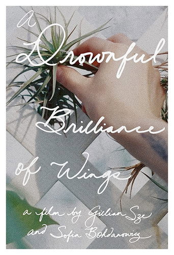 Movie poster for A Drownful Brilliance of Wings (2016)