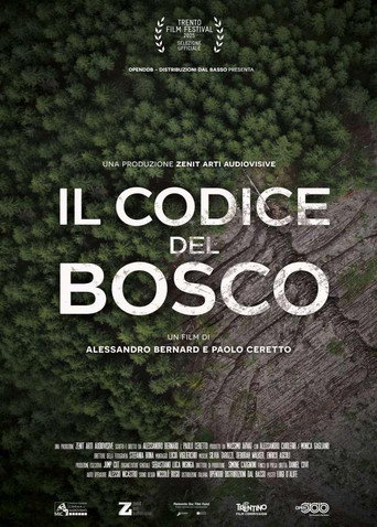 Movie poster for Il codice del bosco (2025)