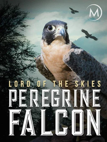 Movie poster for Peregrine Falcon: Lord of the Skies (2018)