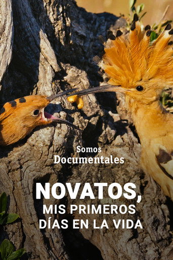 Movie poster for Novatos, mis primeros días en la vida (2025)