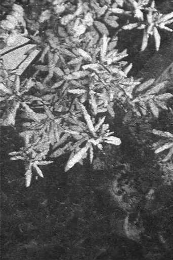 Movie poster for Configuration in Black and White (2017)