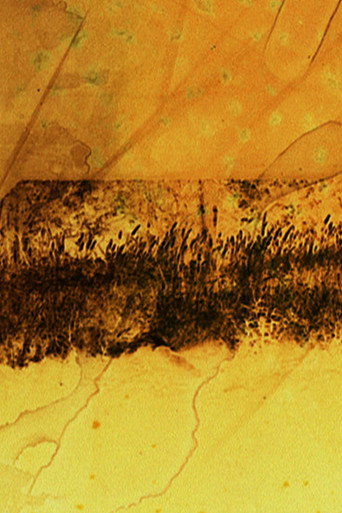 Movie poster for The Sight (2012)