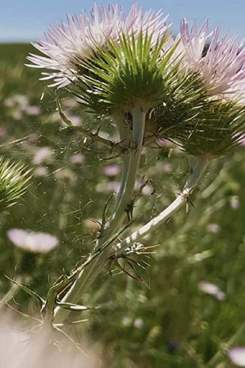 Movie poster for Fiori, Fiori, Fiori! (2020)