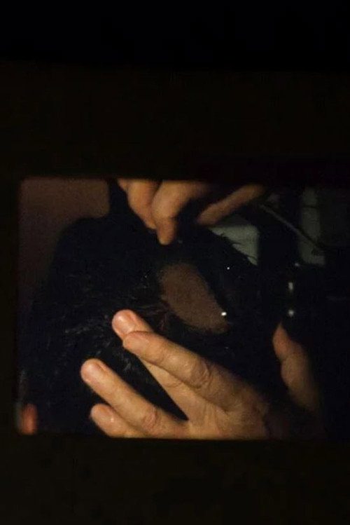 Movie poster for The Initiate (2008)