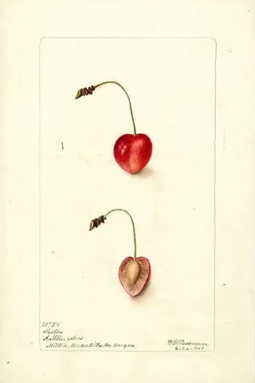 Movie poster for Pomological (2023)