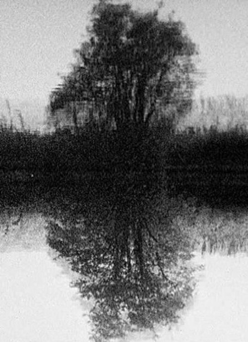 Movie poster for Tree Reflection (1998)