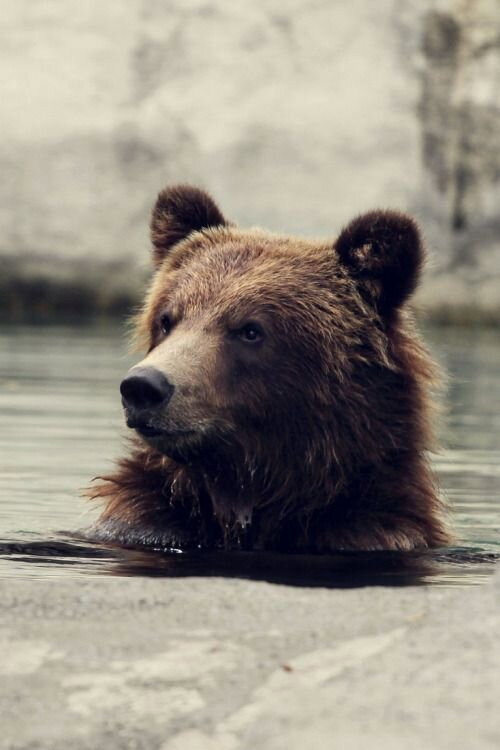 Movie poster for Seul au milieu des ours (2010)