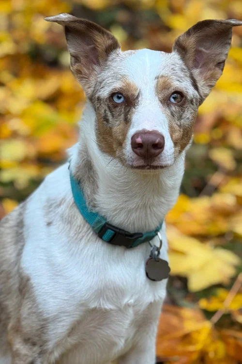 Photo of Copper, Acting