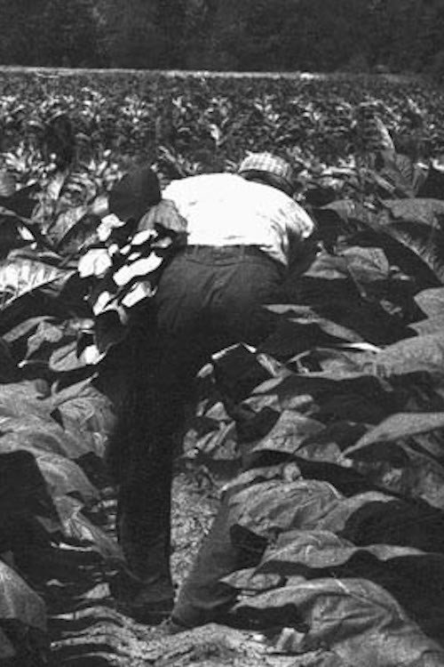 Movie poster for The Back-breaking Leaf (1959)