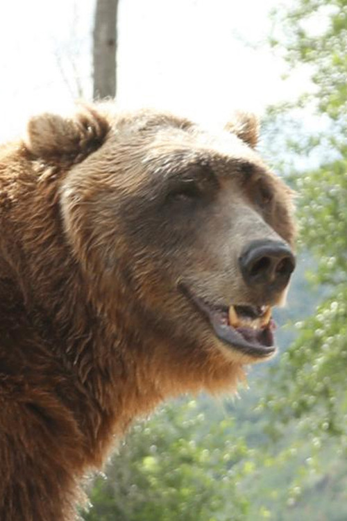 Photo of Bart the Bear, Acting