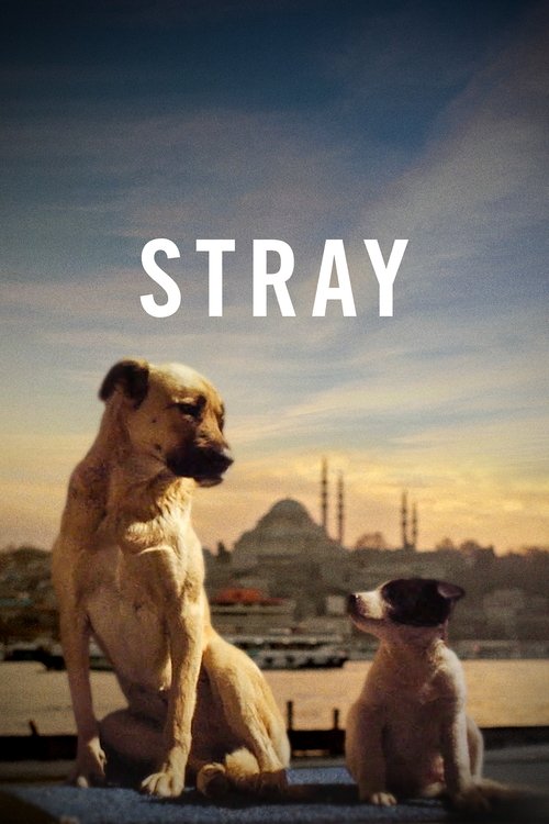 Movie poster for Stray (2021)