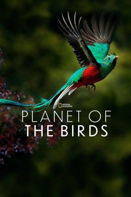 Movie poster for Planet of the Birds (2018)