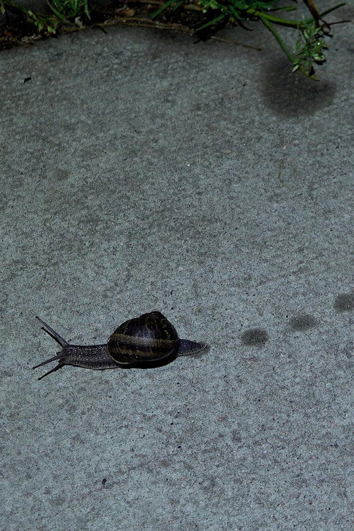 Movie poster for Toad Dance (2022)