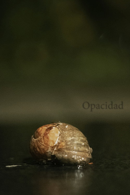 Movie poster for Opacity (2024)