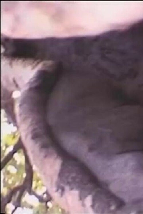Movie poster for Béton armé contre dame nature (1999)
