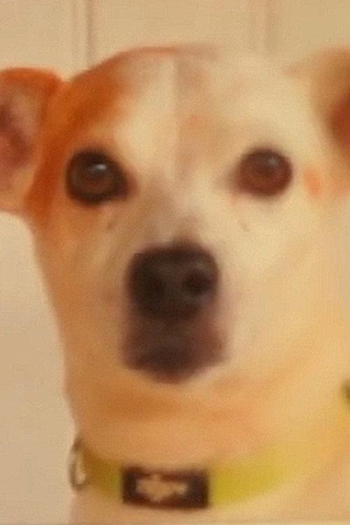 Photo of Toby, Acting