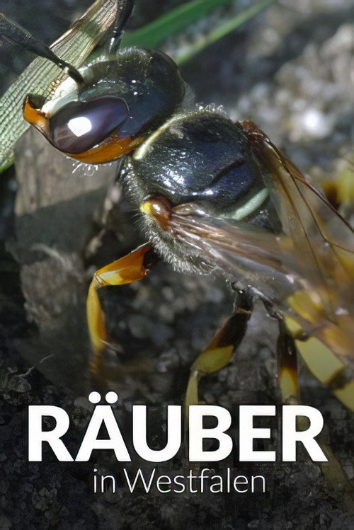 Movie poster for Räuber in Westfalen - Neues Leben in Panzerspuren (2020)