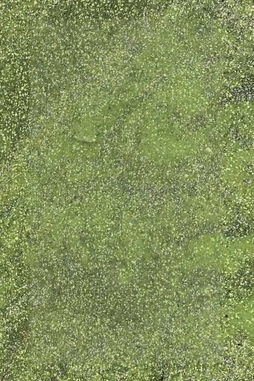 Movie poster for Duckweed (2021)