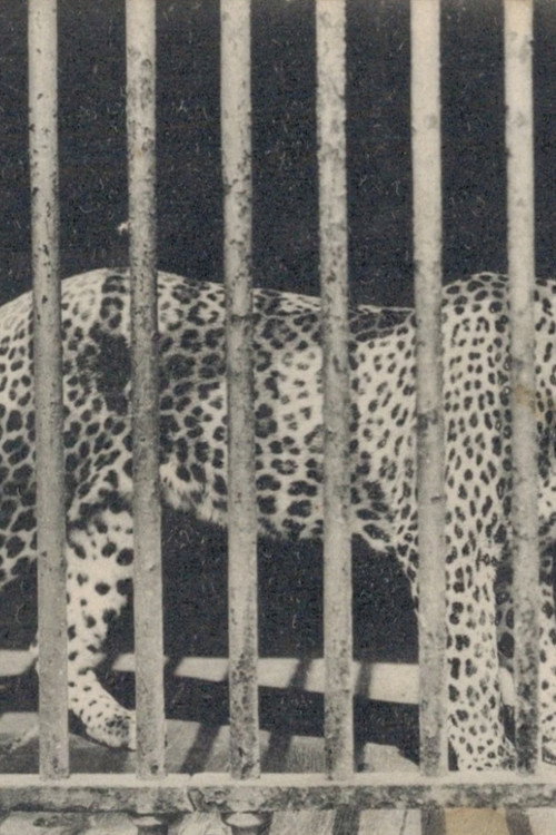 Movie poster for Zoo (1992)
