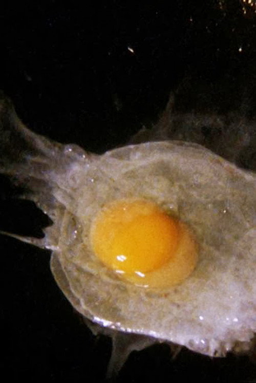 Movie poster for Fried Egg (2008)