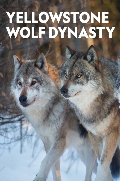Series poster for Yellowstone Wolf Dynasty (2018)