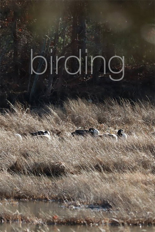 Movie poster for Birding (2024)