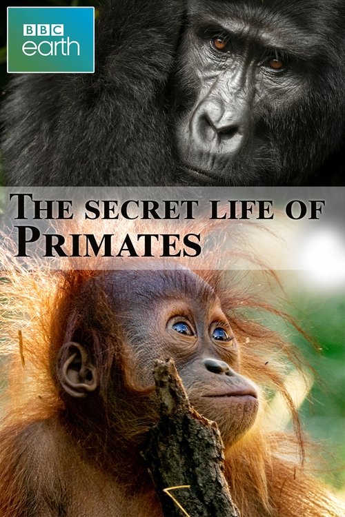 Movie poster for The secret life of Primates (2009)