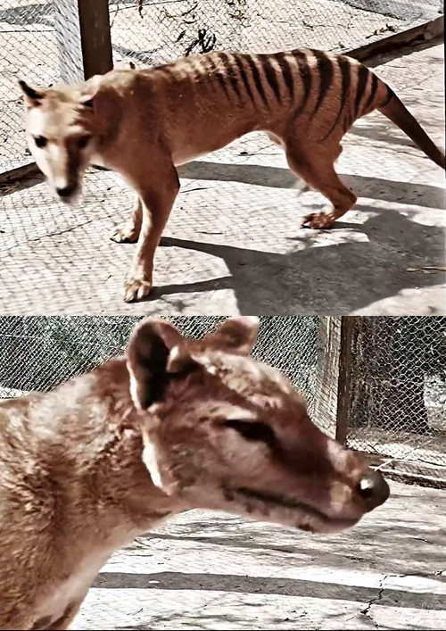 Movie poster for Tasmanian Tiger in Colour (2021)