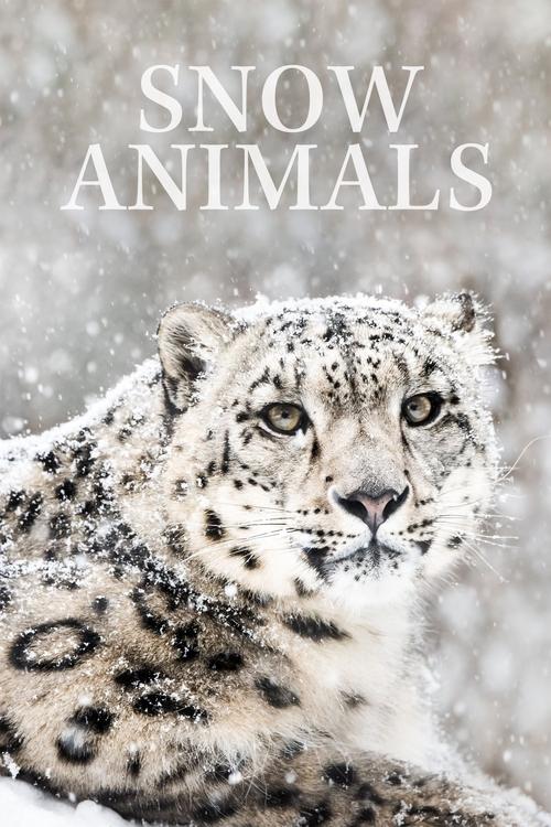 Movie poster for Snow Animals (2019)