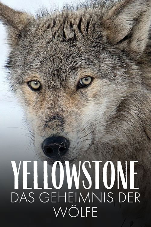 Movie poster for Yellowstone: The Mystery of the Wolves (2018)