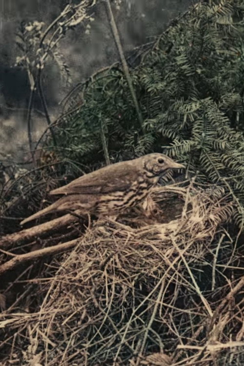 Movie poster for Wild Birds in Their Haunts (1909)