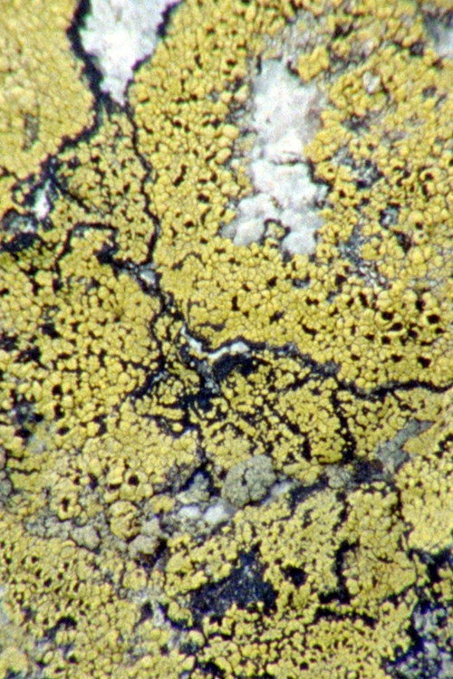 Movie poster for Lichens Are The Way (2024)