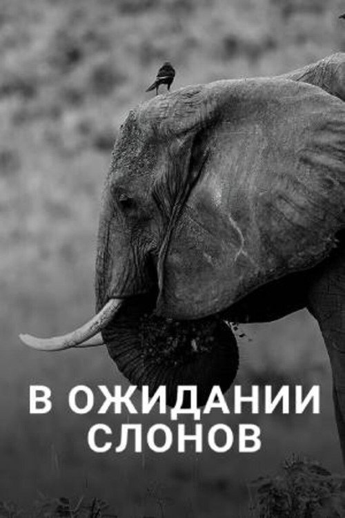 Movie poster for En attendant les éléphants (2013)