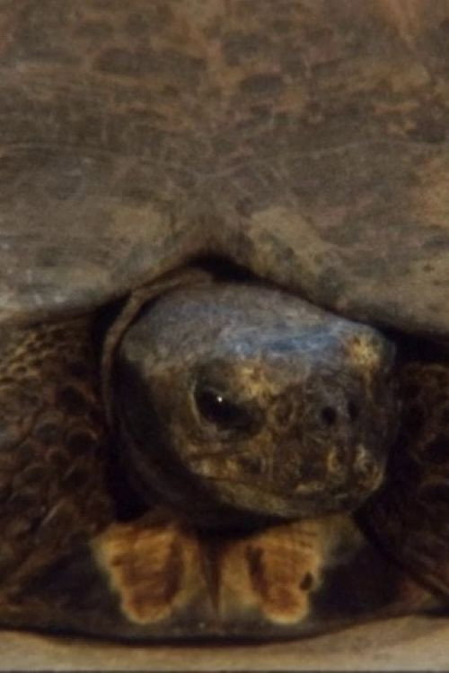 Movie poster for Turtle (2011)