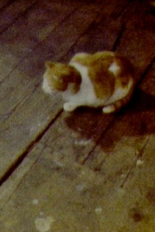 Movie poster for Cat (1979)