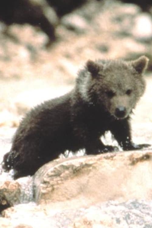 Photo of Douce the Bear, Acting