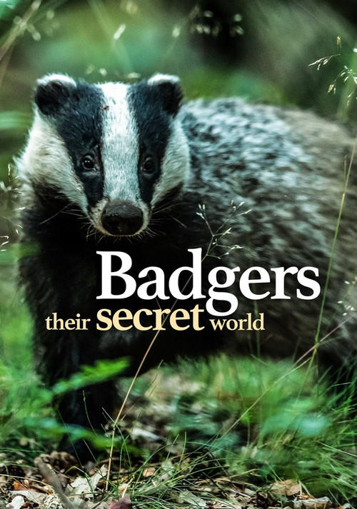 Movie poster for Badgers: Their Secret World (2025)