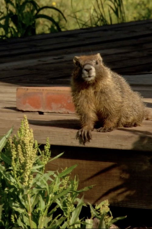 Movie poster for The Study Of Groundhogs: A Real Life Look At Marmots (2008)