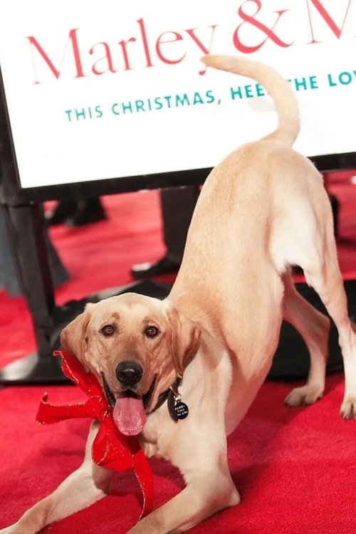 Photo of Clyde the Dog, Acting