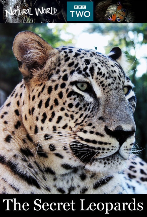 Movie poster for BBC Natural World 2010 The Secret Leopards (2010)