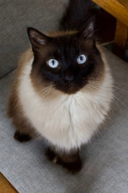 Photo of Cat, Acting