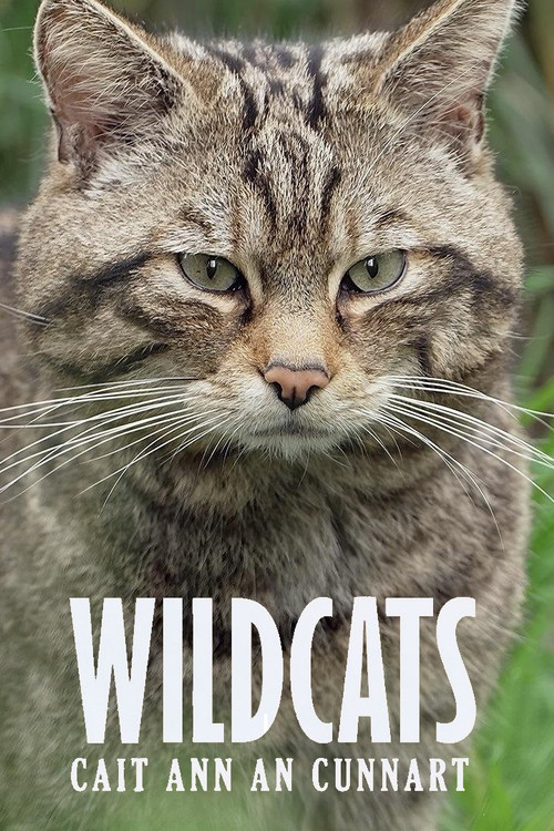 Wildcats: Cait ann an Cunnart poster