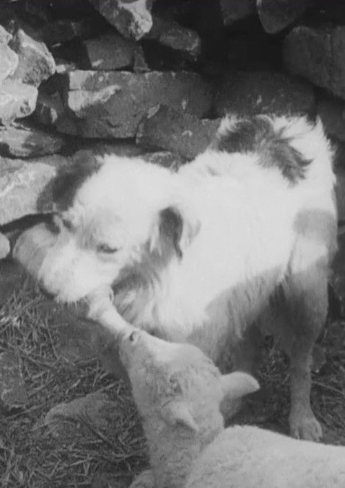 Movie poster for Sheep Dog (1939)