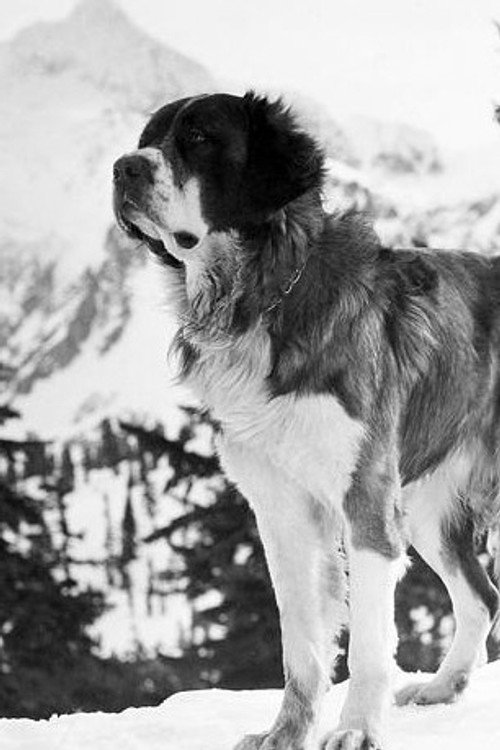 Photo of Buck, Acting