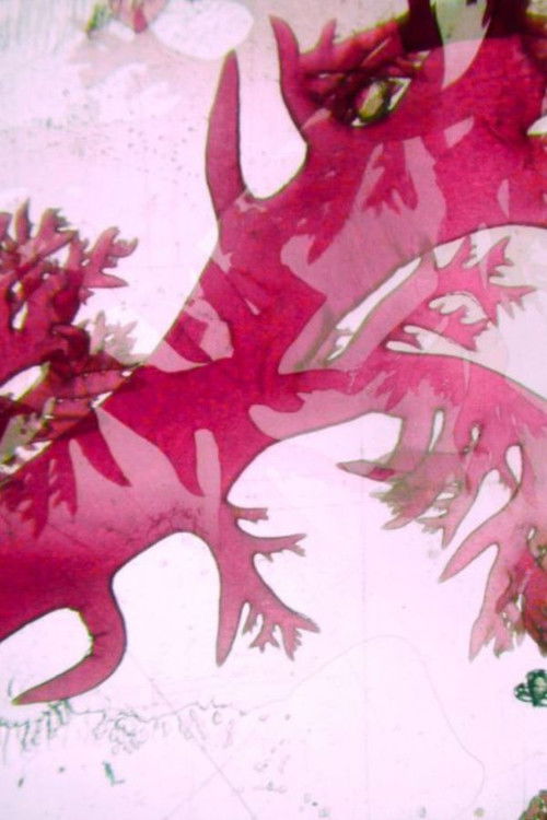 Velella Velella poster