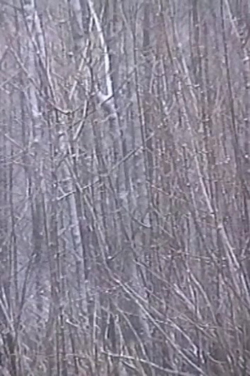 Movie poster for Rosa Rot (2001)