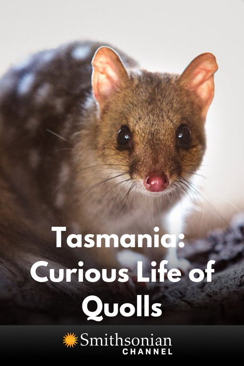 Movie poster for Tasmania: Curious Life of Quolls (2021)