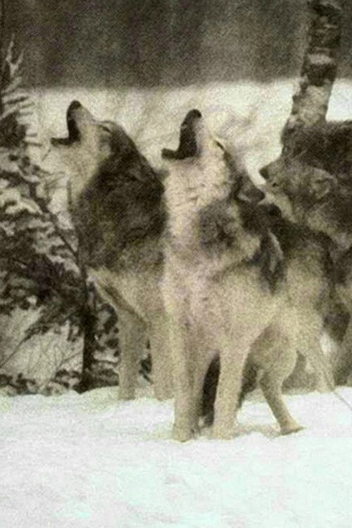 Movie poster for Wolf (1962)