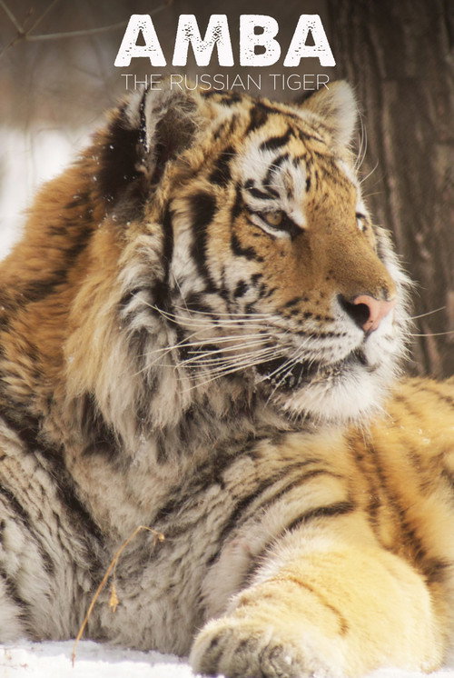 Movie poster for Amba: The Russian Tiger (2005)